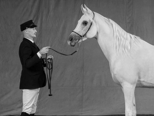 Künstler im Sattel und an der Leinwand: Hauptsattelmeister Horst König, hier mit dem Elitehengst Dschehim ox aus der Weil-Marbacher Vollblutaraberzucht (Foto: Kube)